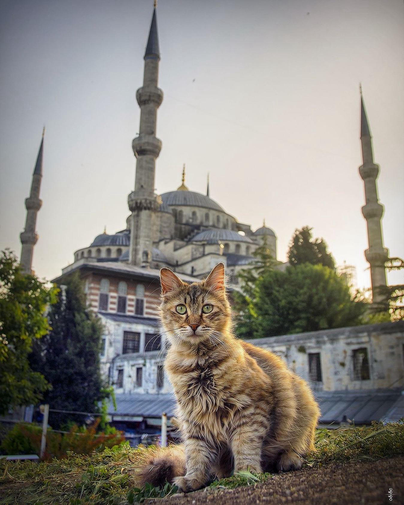 image  1 #istanbul - Happy #InternationalCatDay